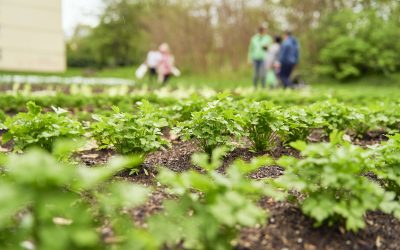 Gutes Essen für alle – Köln ernährungsgerecht gestalten