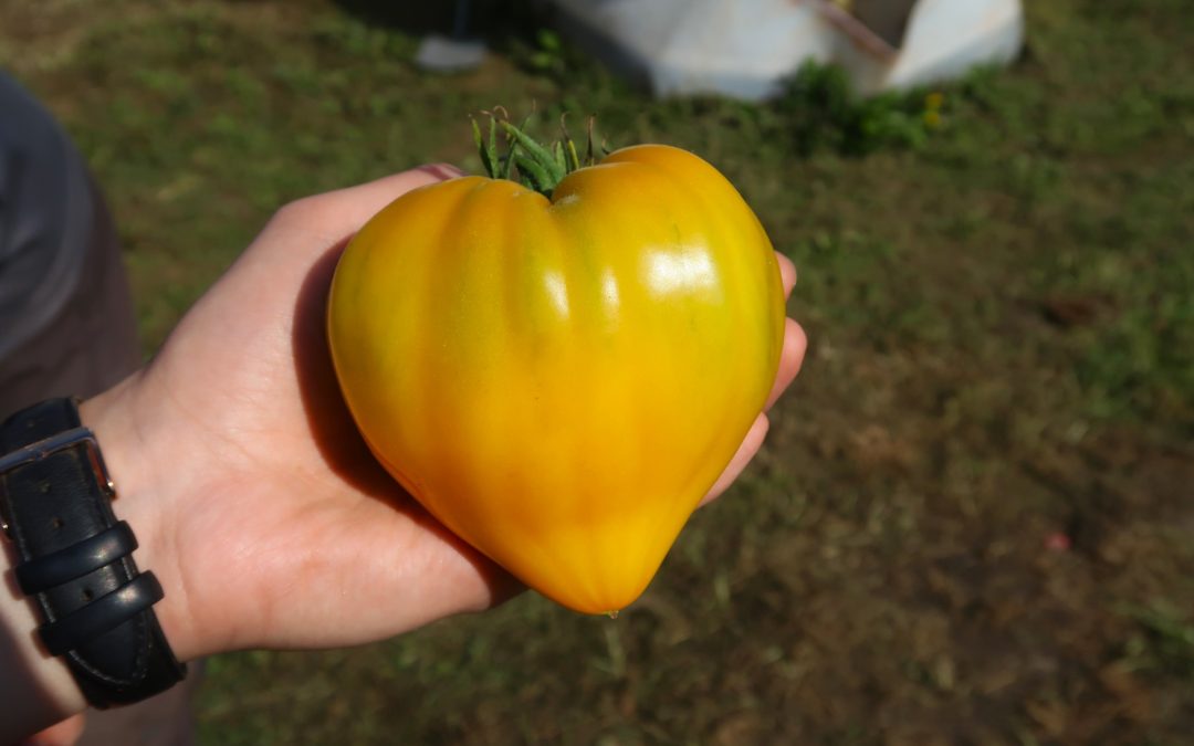 Große, herzförmige gelbe Tomate wird in einer Hand gehalten