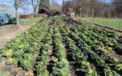 Für mehr bioregionales Essen in der Gemeinschaftsverpflegung – Erfolgsgeschichte aus dem KIRA-Projekt